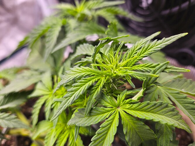 Growreport Bild 41