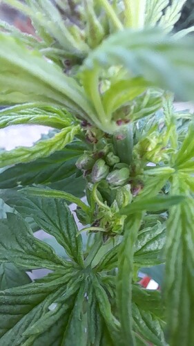 Growreport Bild 2