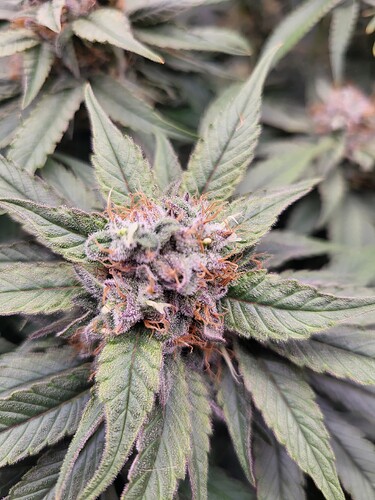 Growreport Bild 3