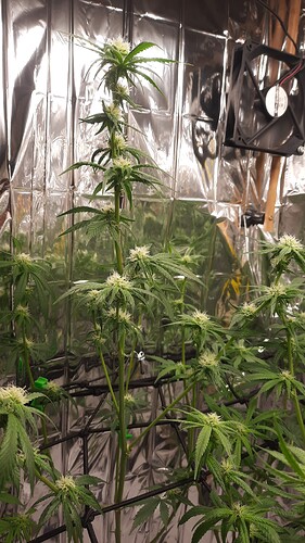 Growreport Bild 3