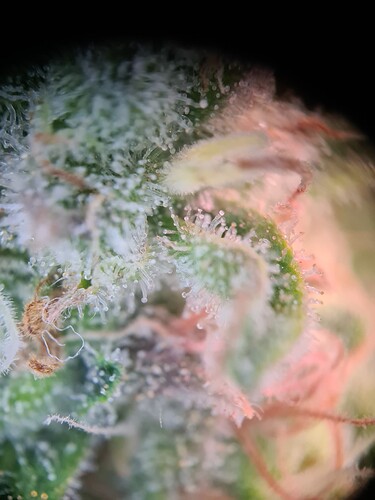 Growreport Bild 17