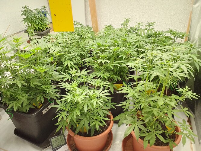 Growreport Bild 4