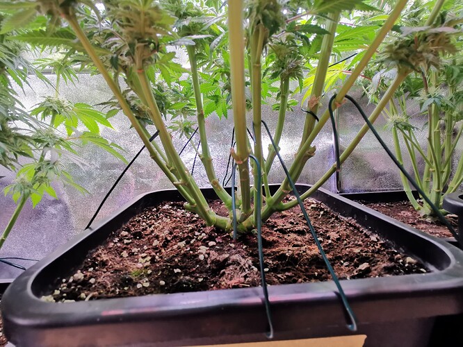 Growreport Bild 5