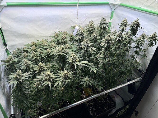 Growreport Bild 1
