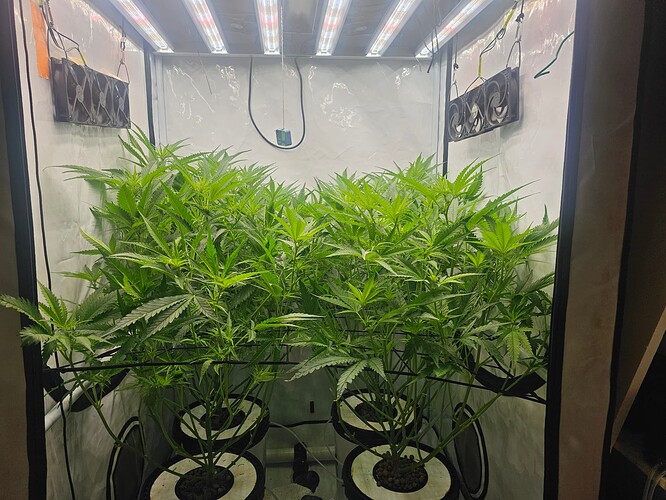 Growreport Bild 72