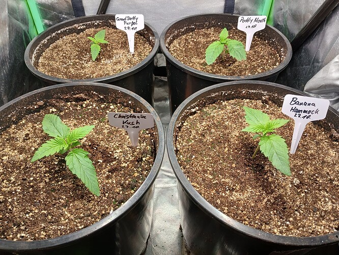 Growreport Bild 5
