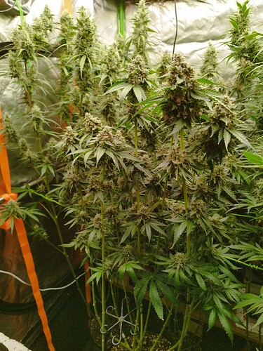 Mehrere Cannabis-Pflanzen in der Blütephase, mit dichten, harzigen Blütenständen und breiten Blättern.