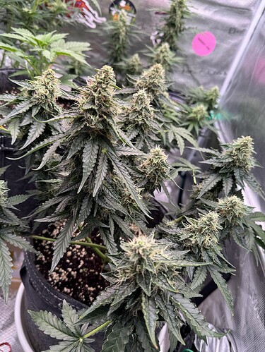 Growreport Bild 22