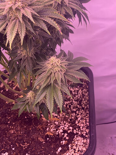 Growreport Bild 10