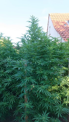 Growreport Bild 26