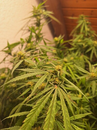 Growreport Bild 8