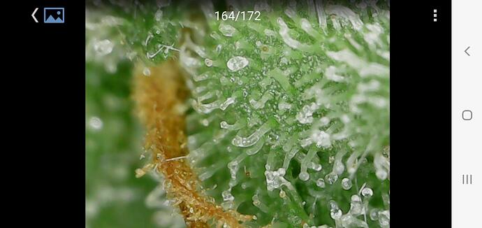 Growreport Bild 13