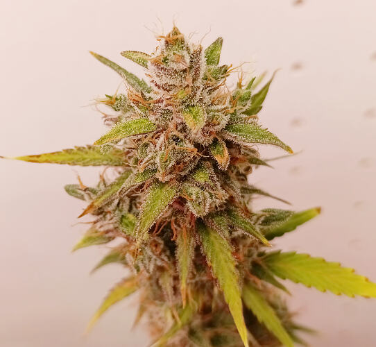 Growreport Bild 20