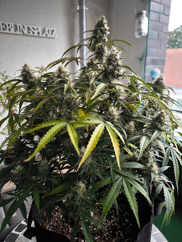 Growreport Bild 12