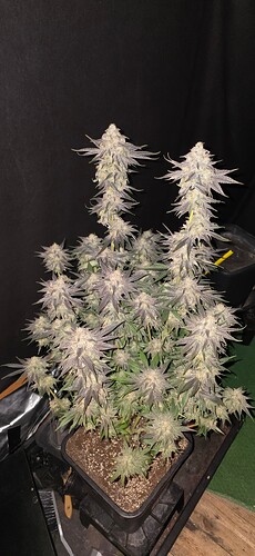 Growreport Bild 2