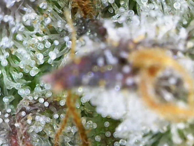 cap_43415d35f34aba558f9f2f11093e0944_00_00_54_03