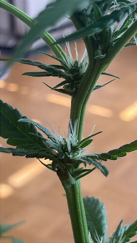 Nahaufnahme eines Cannabis-Stängels mit Blütenansätzen und weißen Stigmen.