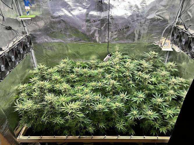 Eine Growbox mit vielen blühenden Cannabispflanzen, Lüftern und einer Temperaturanzeige.