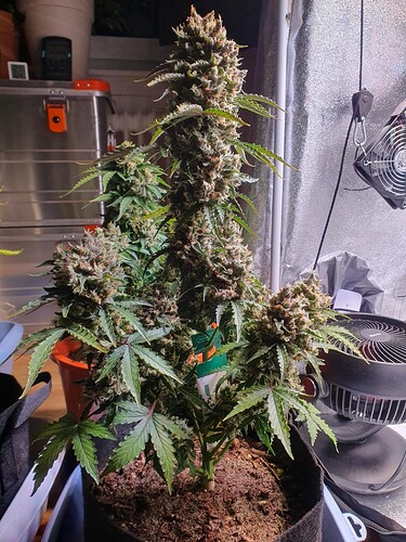 Growreport Bild 2