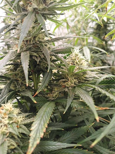Growreport Bild 36