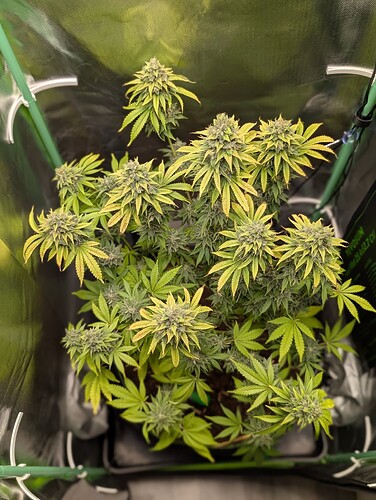 Growreport Bild 1