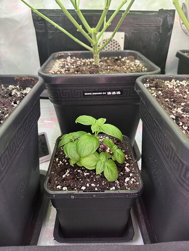 Growreport Bild 4