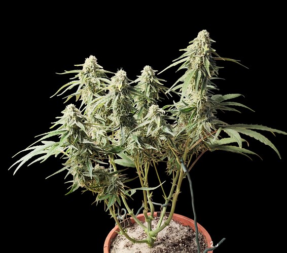 Growreport Bild 9