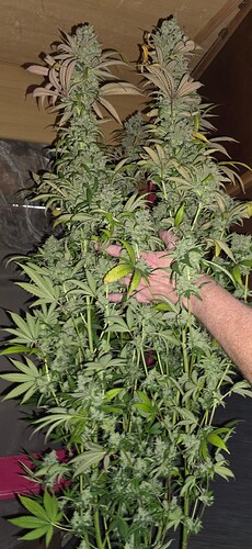 Growreport Bild 73