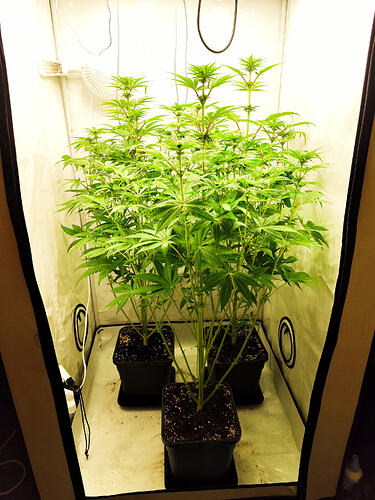 Growreport Bild 1