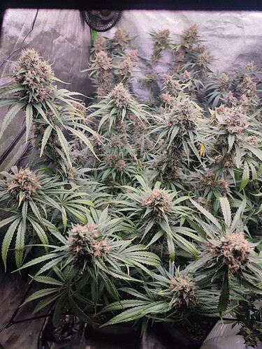Growreport Bild 11
