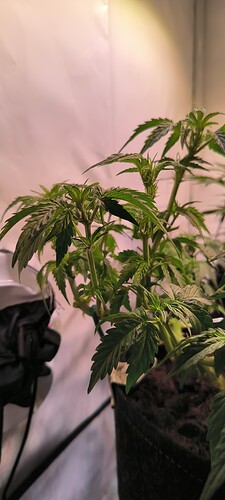 Growreport Bild 33