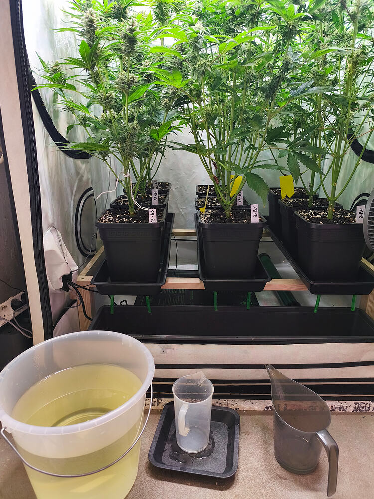 Nordics SOG - 9x5.7L - Blueberry AUTO - Fastbuds vs Zamnesia