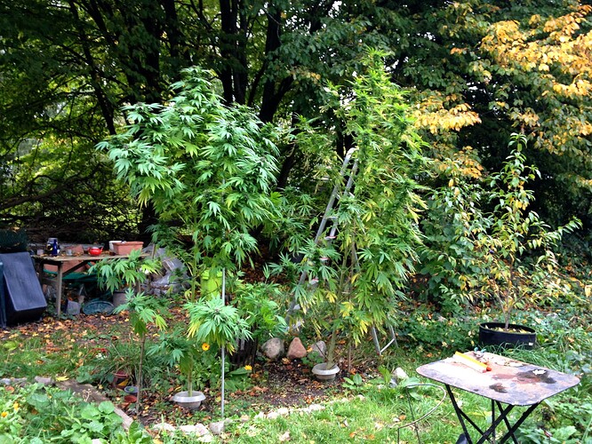 Grow25_1014b_1