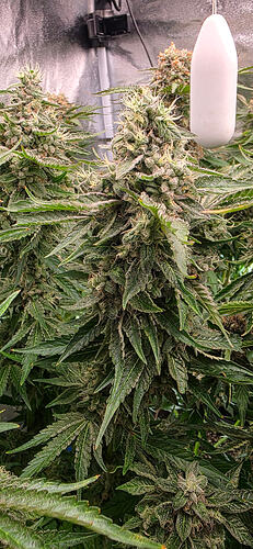Growreport Bild 67