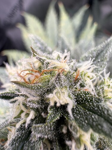 Growreport Bild 5