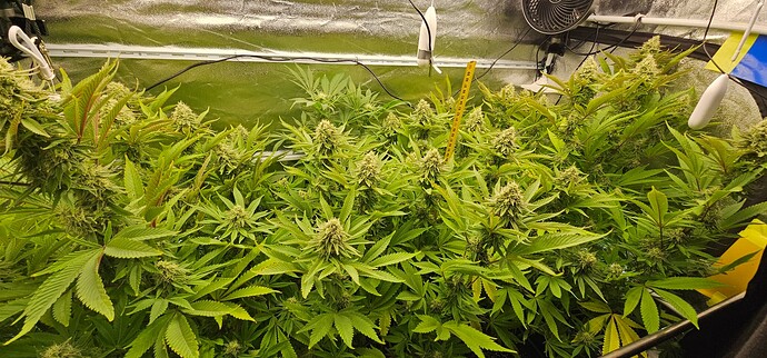 Growreport Bild 8