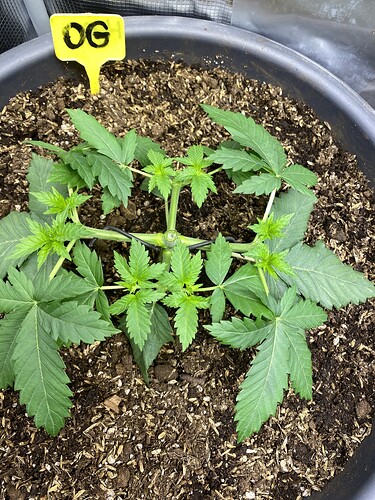 Growreport Bild 23