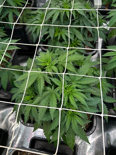 Growreport Bild 15