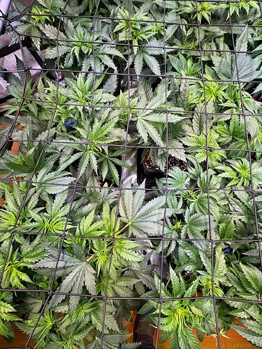 Growreport Bild 5