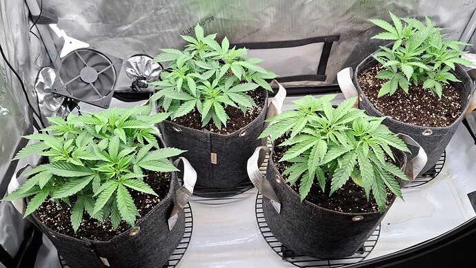 Growreport Bild 5