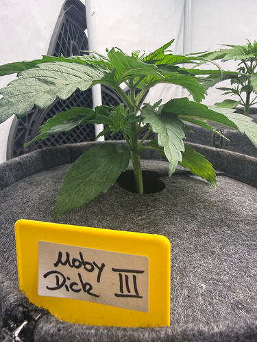 Growreport Bild 6