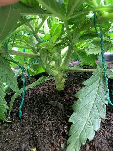 Growreport Bild 3