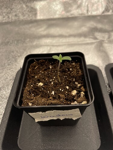 Growreport Bild 4