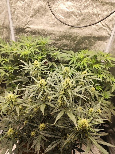 Growreport Bild 5