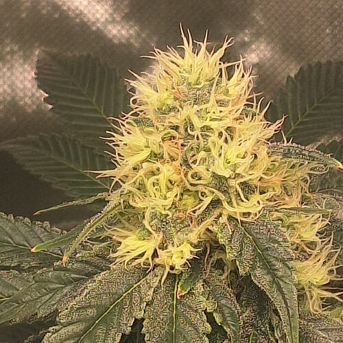 Growreport Bild 4