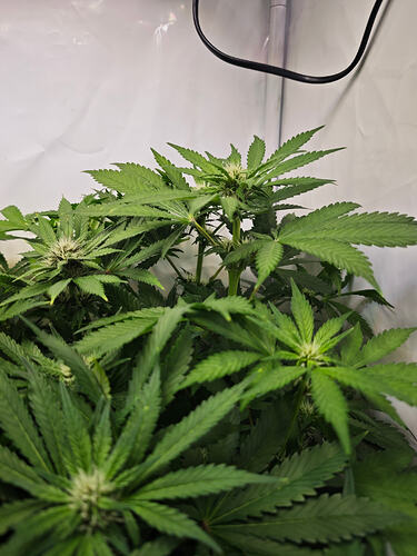 Growreport Bild 41