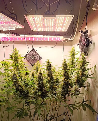Growreport Bild 1