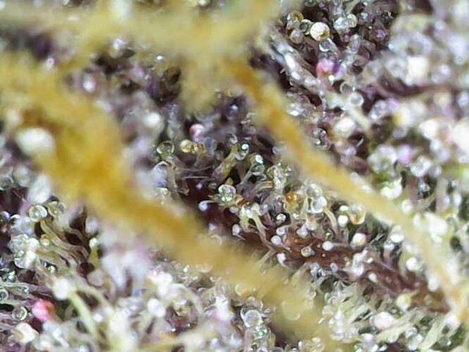 Growreport Bild 2