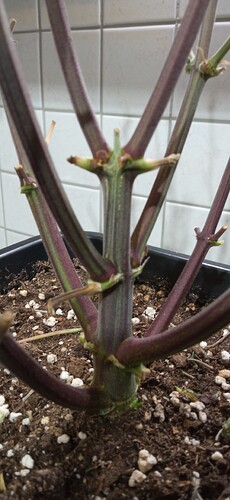 Growreport Bild 12