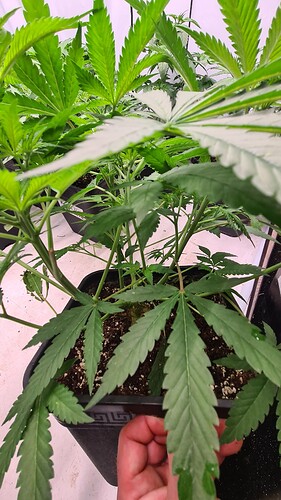 Growreport Bild 29